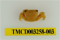 藏品(肥胖後相手蟹)的圖片